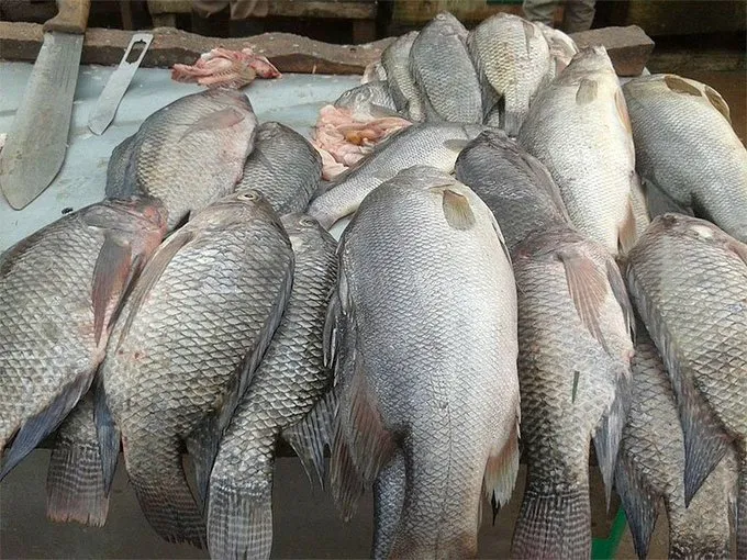 Fisheries