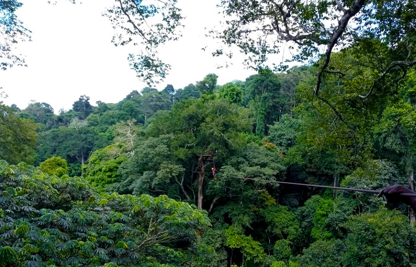 Forestry